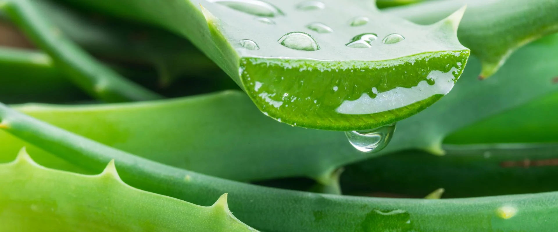 Aloe: Haircare's Unsung Super-Ingredient